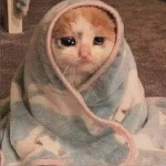 Avatar of Milkitty