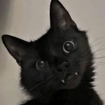 Avatar of GremlinKitty