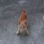 Avatar of bi4biwansho