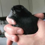 Avatar of corvidaemnit