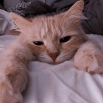 Avatar of Tasubee